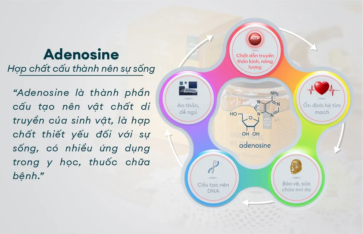 Vai trò của Adenosine đối với cơ thể