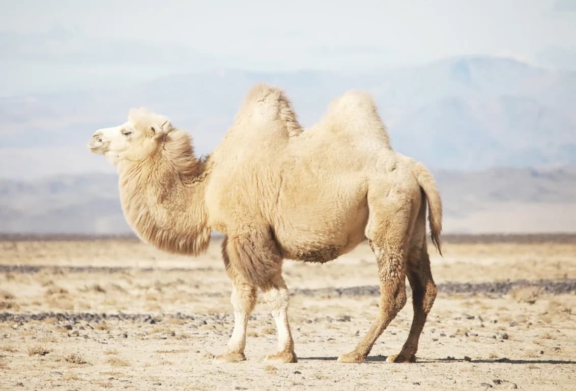 Camel wool