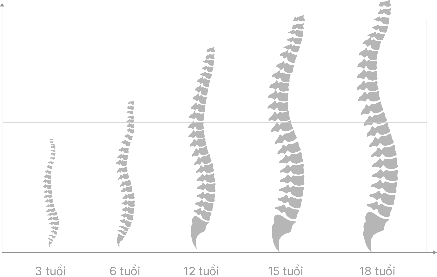 Biểu đồ cột sống của trẻ lúc 3, 6, 12, 15 và 18 tuổi: cột sống dài ra và hình thành rõ các đường cong sinh lý