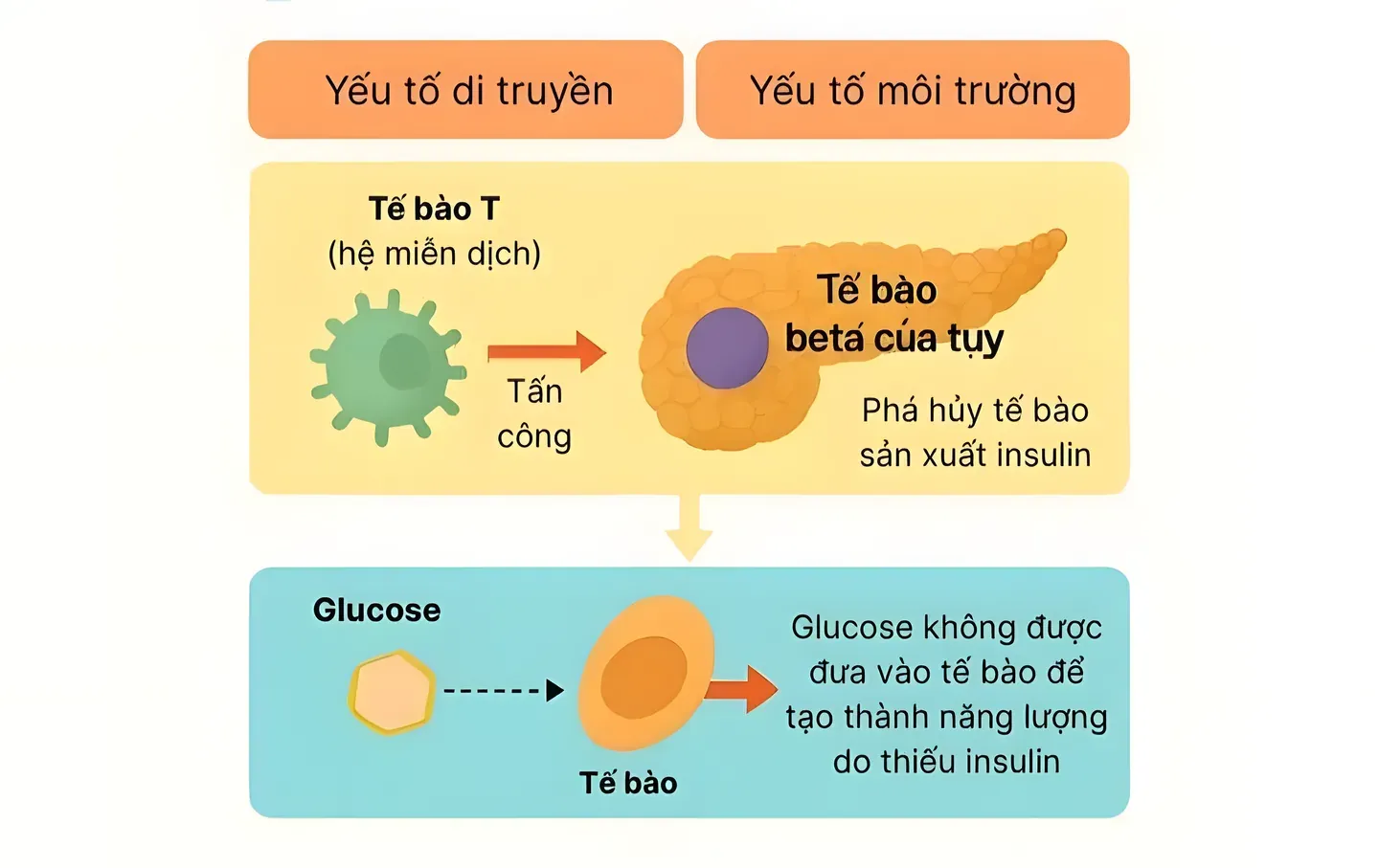 Theo y văn, khoảng 95% trường hợp tiểu đường tuýp 1 là do cơ chế tự miễn (tuýp 1A), và khoảng 5%