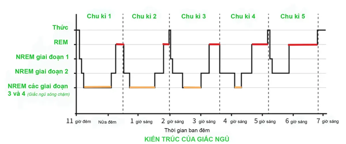 Mỗi đêm, chúng ta thường ngủ khoảng 5–6 chu kỳ