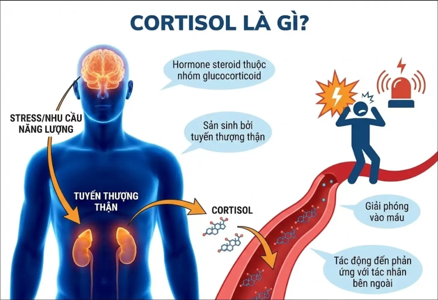 Cortisol là gì?