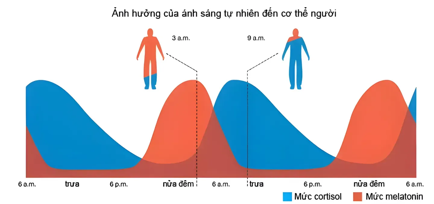Giá trị bình thường của nồng độ cortisol trong máu