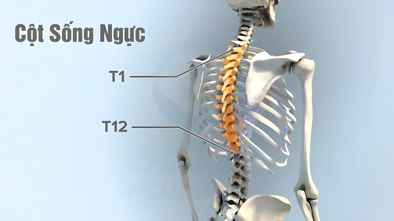 Đau lưng giữa là những cơn đau xuất hiện tại vùng cột sống ngực, ở vị trí từ T1 đến T12