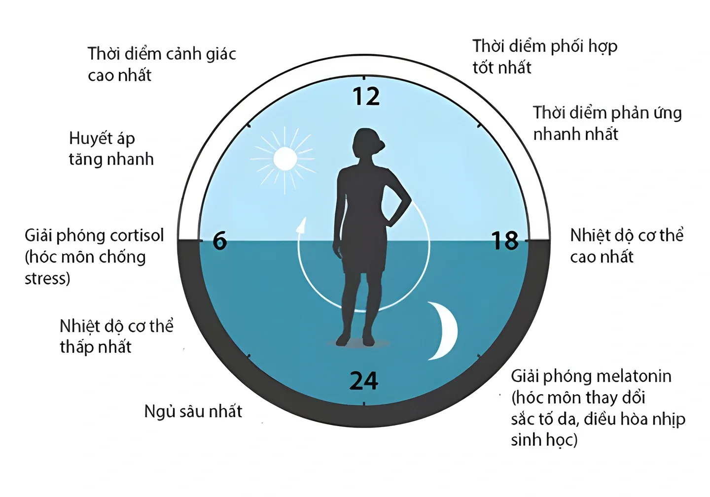 Đồng hồ sinh học là bộ máy kiểm soát thời gian bẩm sinh của cơ thể, mang tính chất di truyền và cấu