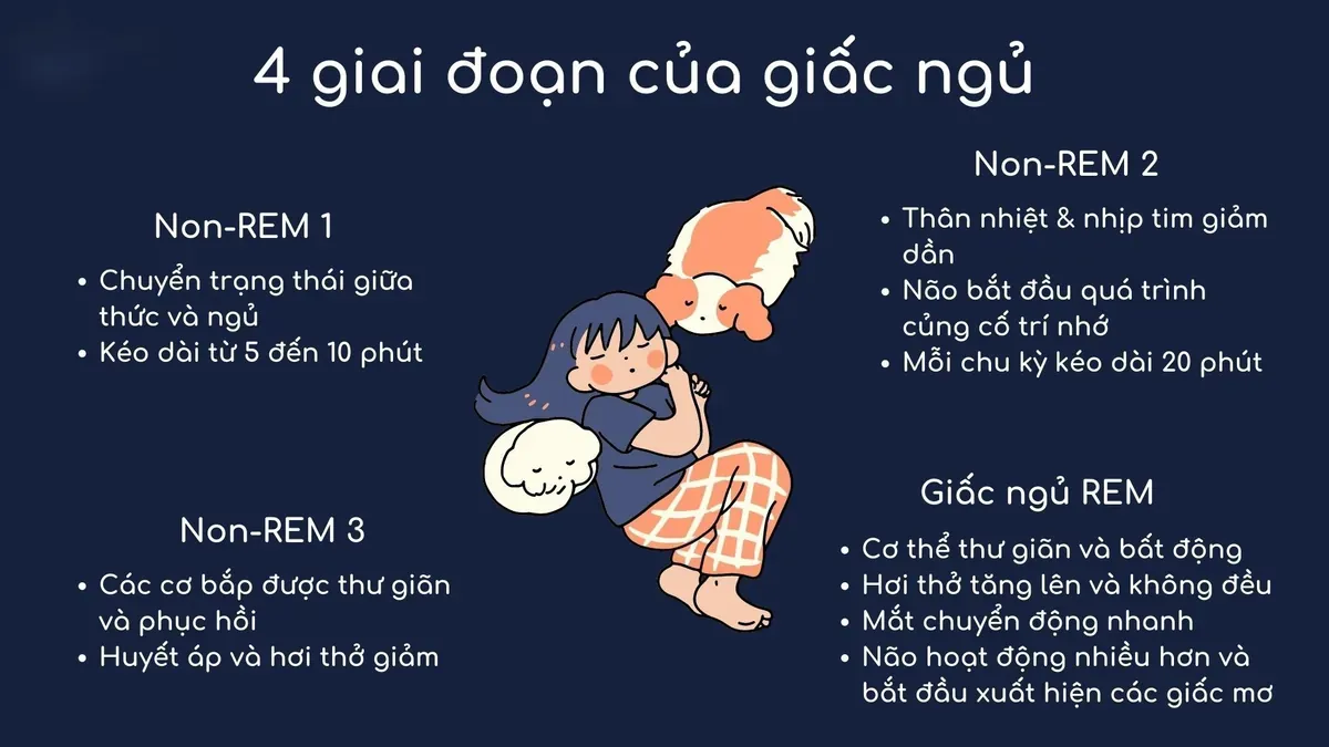 Vị trí của REM trong một chu kỳ giấc ngủ là sau NREM 3
