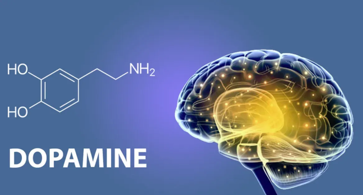 Dopamine là chất dẫn truyền thần kinh liên quan đến cơ chế của hội chứng chân không yên