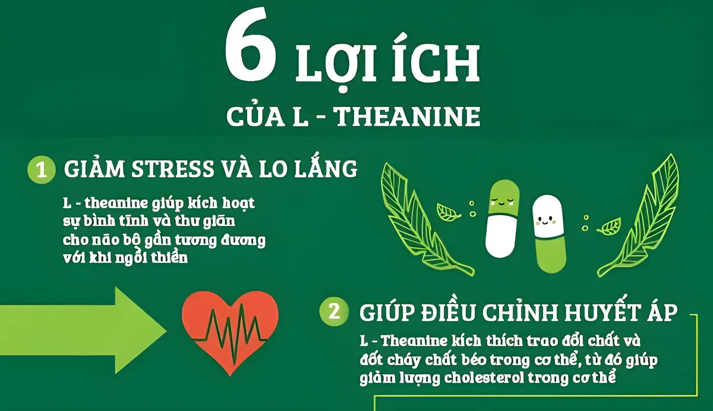 L-theanine có thể giảm stress và điều chỉnh huyết áp khi gặp stress, giúp cơ thể được bảo vệ trước