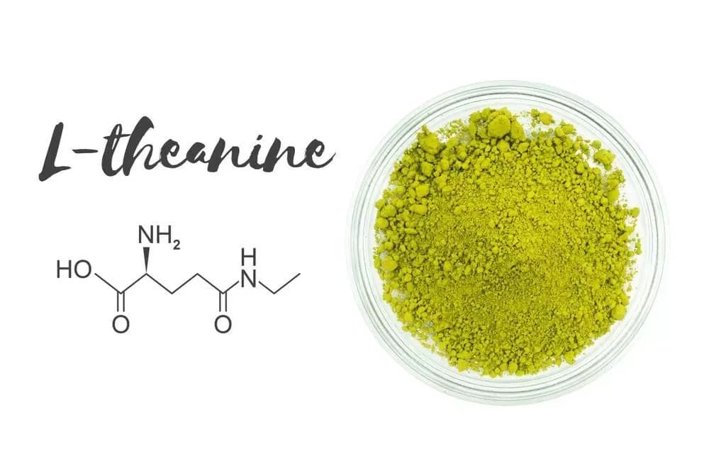L-theanine là một amino acid không protein, được tìm thấy chủ yếu trong lá trà xanh và một số loại