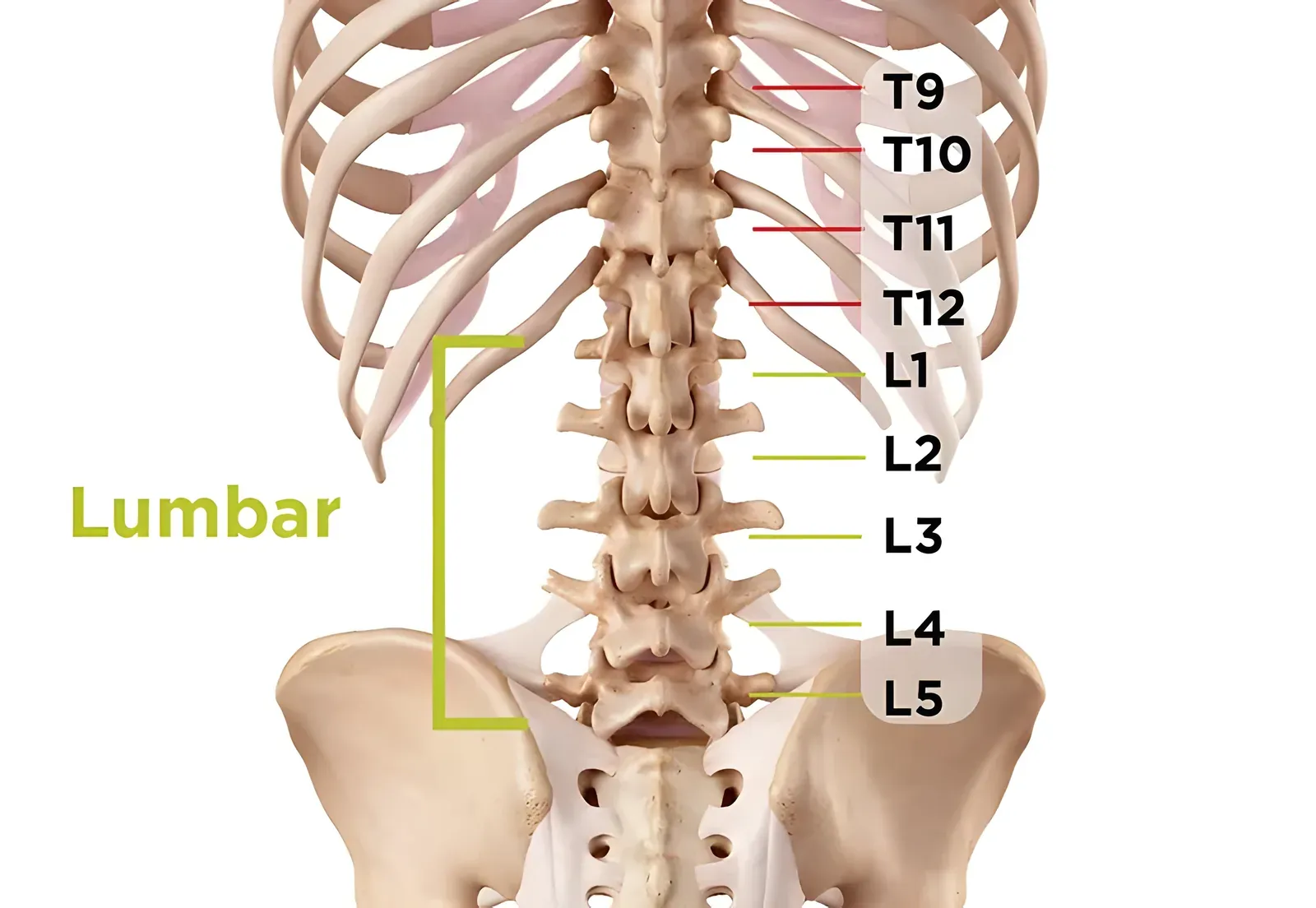 Minh họa thoái hóa cột sống thắt lưng