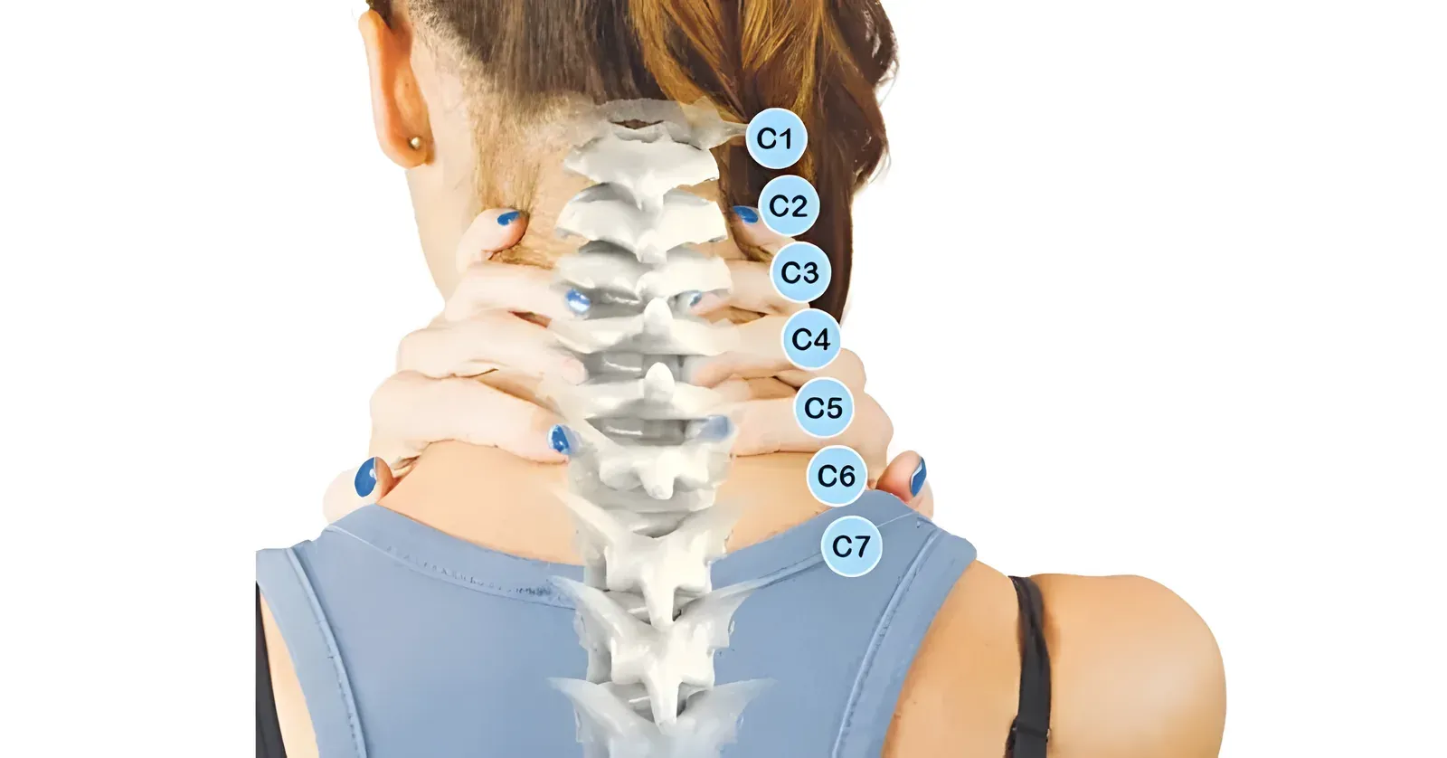 Cấu tạo đốt sống cổ