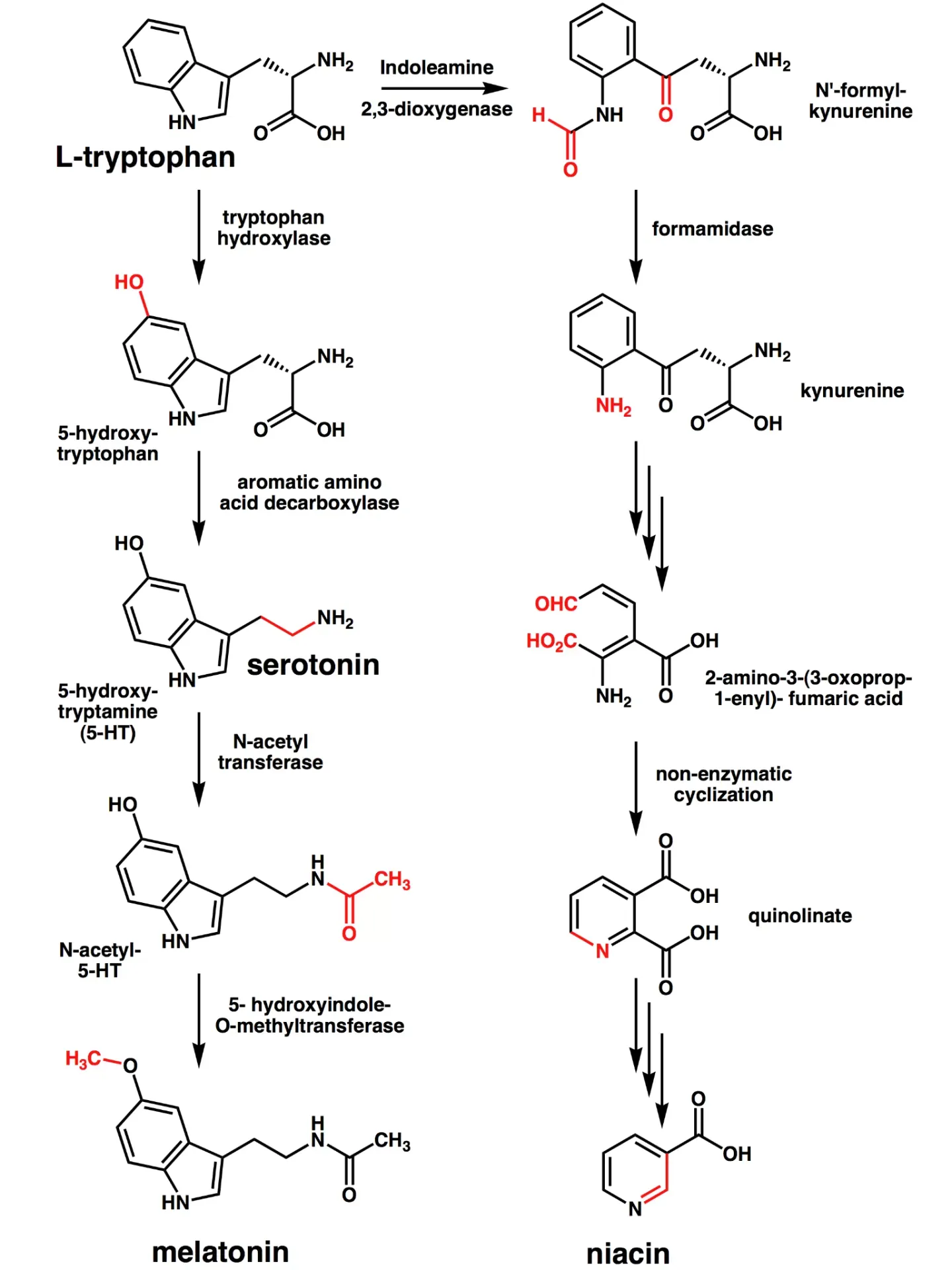 Quá trình tryptophan chuyển hóa thành Serotonin và Melatonin