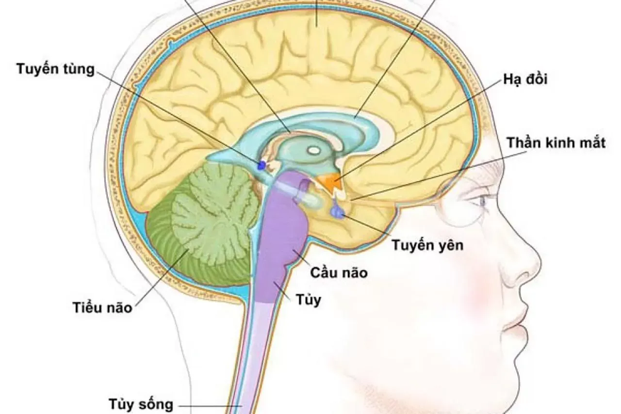 Định nghĩa về tuyến tùng và vị trí của tuyến tùng trong não